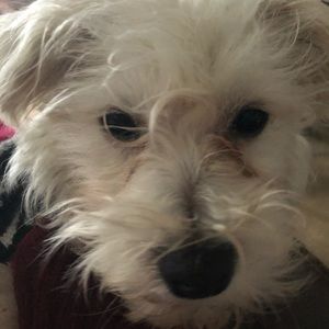 Meet your Posher, Harriet